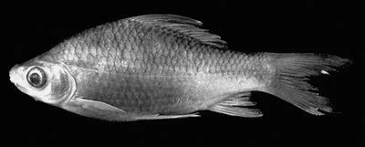 Giant sharkminnow (Osteochilus schlegelii)