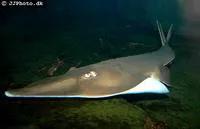 Giant shovelnose ray (Glaucostegus typus)