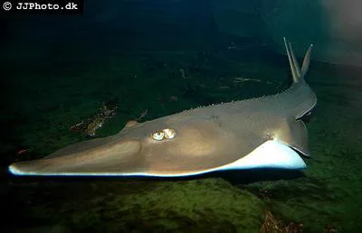 Giant shovelnose ray (Glaucostegus typus)