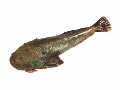 Giant stargazer (Kathetostoma giganteum)