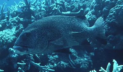 Giant sweetlips (Plectorhinchus obscurus)