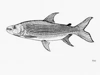 Giant tigerfish (Hydrocynus goliath)