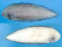Giant tonguefish (Symphurus megasomus)