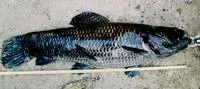 Giant trahira (Hoplias macrophthalmus)