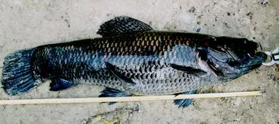 Giant trahira (Hoplias macrophthalmus)