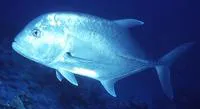 Giant trevally (Caranx ignobilis)