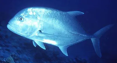 Giant trevally (Caranx ignobilis)