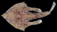 Giant triangular batfish (Malthopsis gigas)