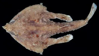 Giant triangular batfish (Malthopsis gigas)