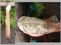 Giant wrymouth (Cryptacanthodes giganteus)