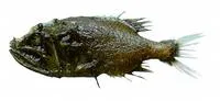 Gibberfish (Gibberichthys pumilus)