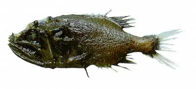 Gibberfish (Gibberichthys pumilus)