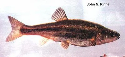 Gila chub (Gila intermedia)