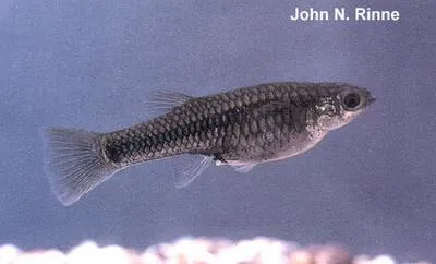 Gila topminnow (Poeciliopsis occidentalis)