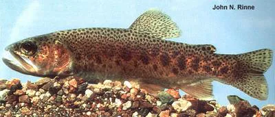 Gila trout (Oncorhynchus gilae)