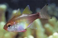 Gilbert's cardinalfish (Zoramia gilberti)