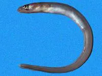 Gilbert's garden eel (Ariosoma gilberti)