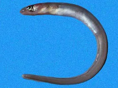 Gilbert's garden eel (Ariosoma gilberti)