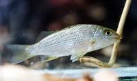 Gilbert's grunter (Pingalla gilberti)