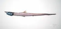Gilbert's halosaurid fish (Aldrovandia affinis)