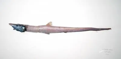 Gilbert's halosaurid fish (Aldrovandia affinis)