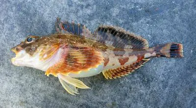 Gilbert's Irish Lord (Hemilepidotus gilberti)