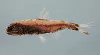 Gilbert's large lantern fish (Diaphus adenomus)