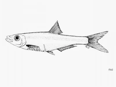 Gilchrist's round herring (Gilchristella aestuaria)