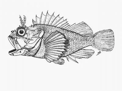 Gilchrist's scorpionfish (Scorpaenopsis gilchristi)