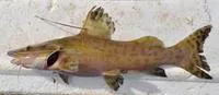 Gilded catfish (Zungaro zungaro)