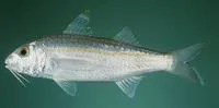 Gilded goatfish (Upeneus doriae)