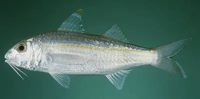 Gilded goatfish (Upeneus doriae)