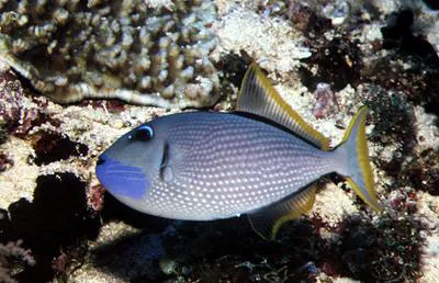 Gilded triggerfish (Xanthichthys auromarginatus)