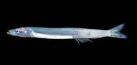 Gill's sand lance (Ammodytoides gilli)