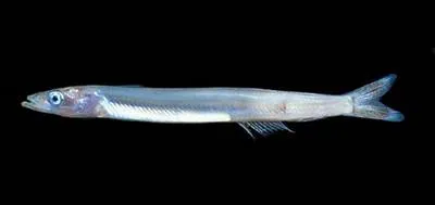 Gill's sand lance (Ammodytoides gilli)