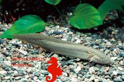 Gilled lungfish (Protopterus amphibius)