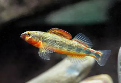 Gilt darter (Percina evides)