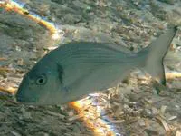 Gilthead seabream (Sparus aurata)