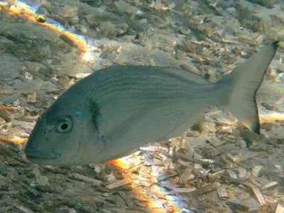 Gilthead seabream (Sparus aurata)