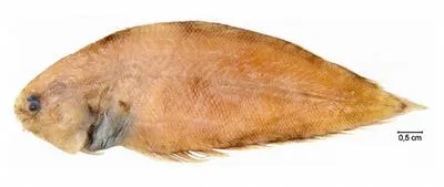 Ginsburg's tonguefish (Symphurus ginsburgi)