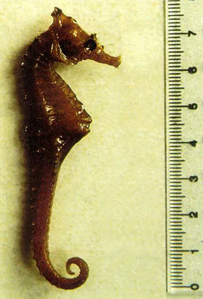 Giraffe seahorse (Hippocampus camelopardalis)