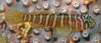 Girdled goby (Priolepis cincta)