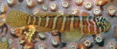 Girdled goby (Priolepis cincta)