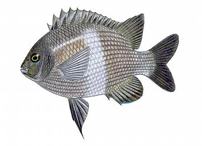 Girdled scalyfin (Parma unifasciata)