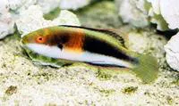 Girdled wrasse (Cirrhilabrus balteatus)