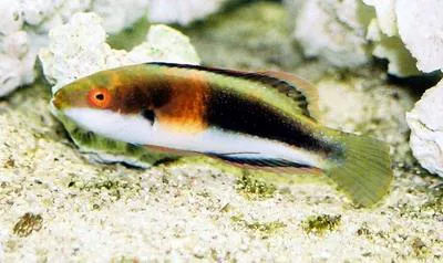 Girdled wrasse (Cirrhilabrus balteatus)