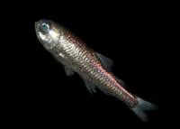 Glacier lantern fish (Benthosema glaciale)