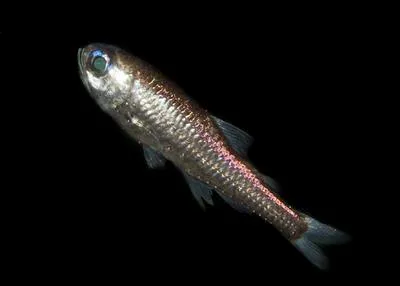 Glacier lantern fish (Benthosema glaciale)