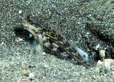 Gladiator goby (Gladiogobius ensifer)