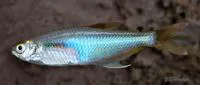 Glass bloodfin (Prionobrama filigera)